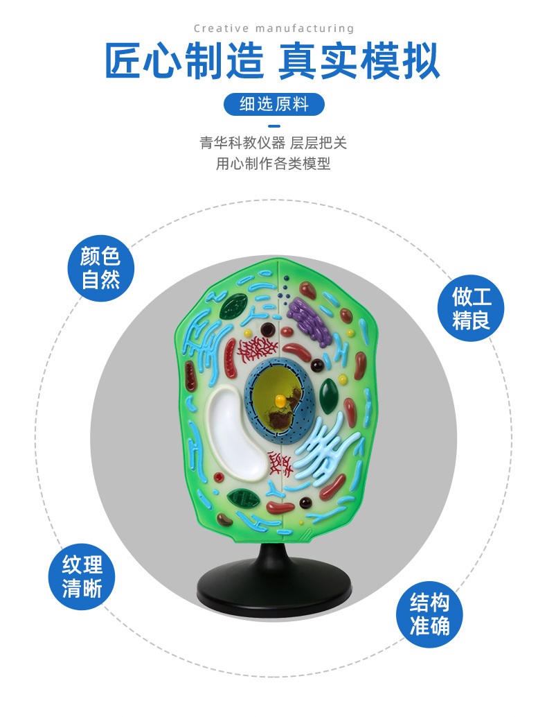 青華植物細(xì)胞模型 生物教學(xué)中的精密解剖與科教儀器的新標(biāo)準(zhǔn)
